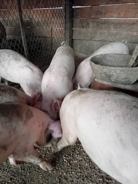 Purcei rasa duroc de carne