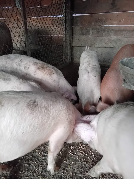 Purcei rasa duroc de carne