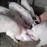 Purcei rasa duroc de carne
